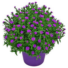 Herbst-Aster, Pink