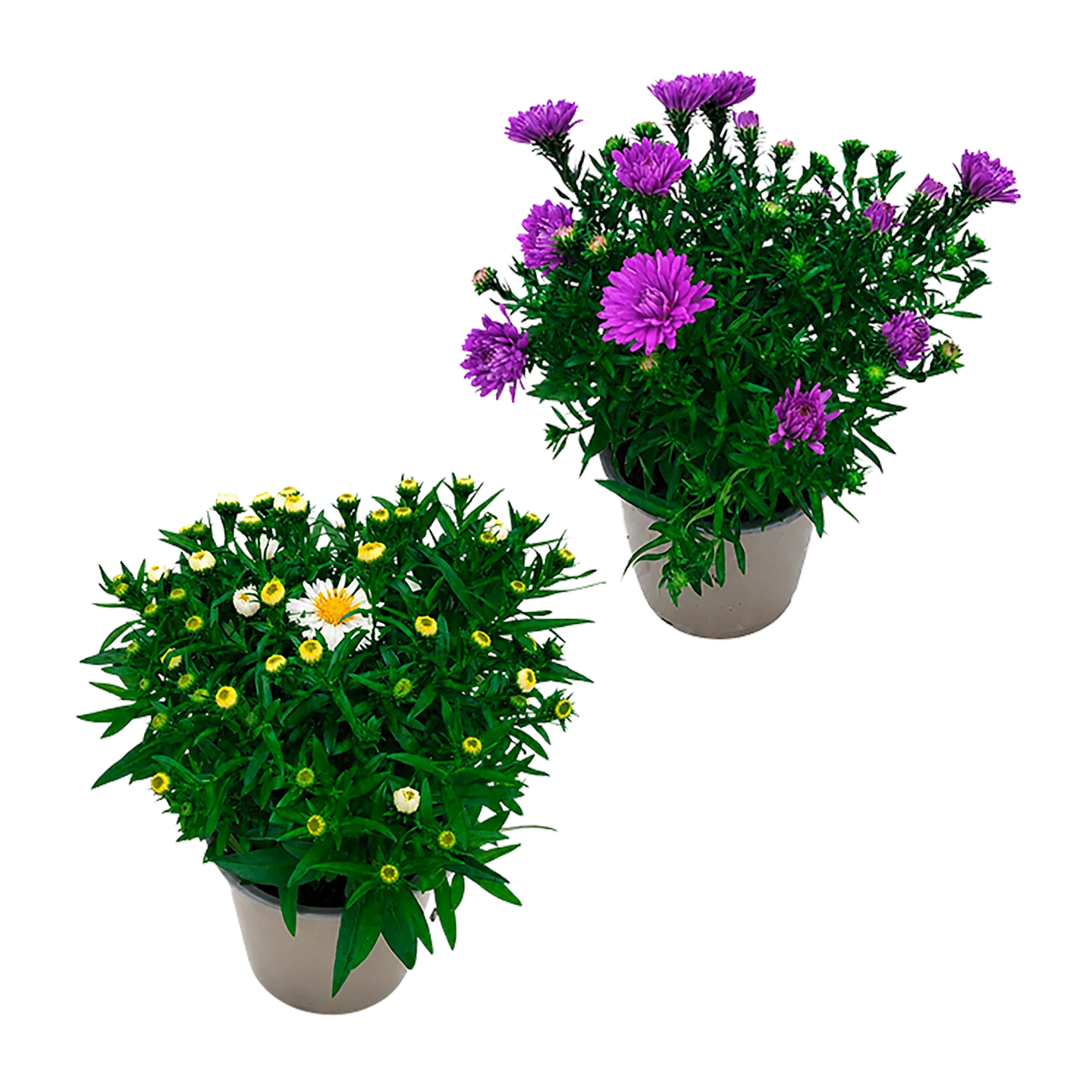 Aster