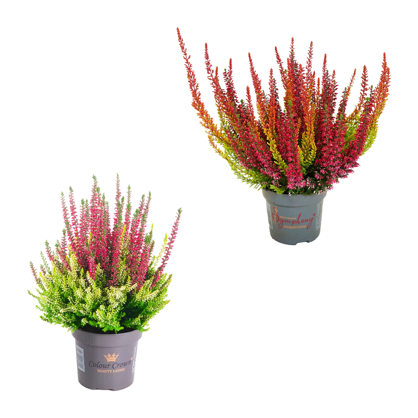 Calluna