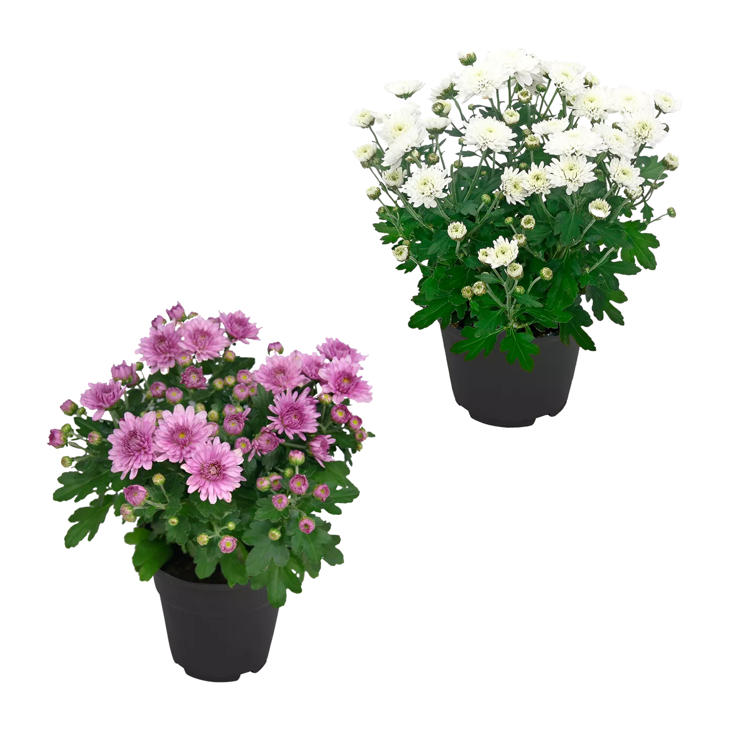 Chrysantheme
