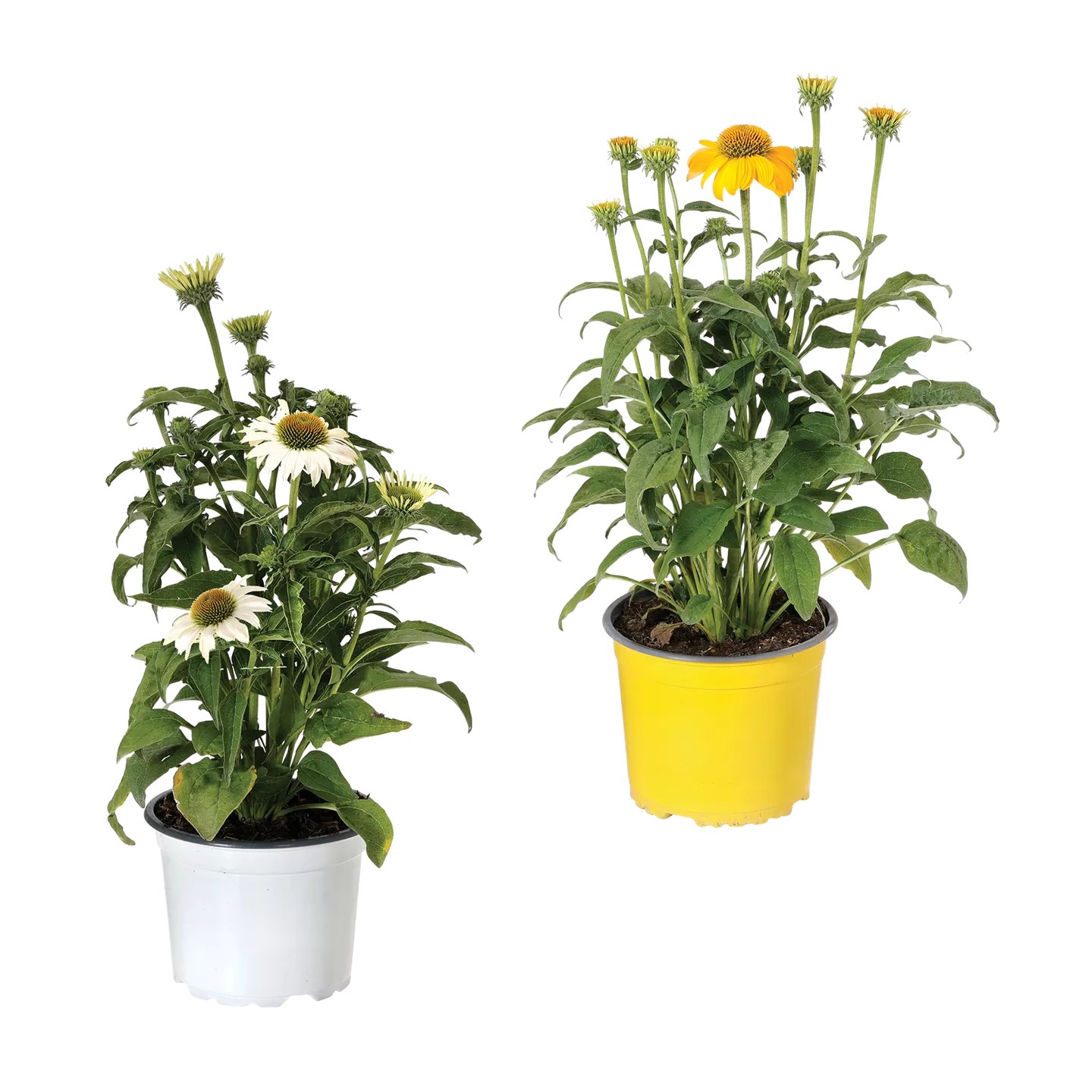 Echinacea / Triomix
