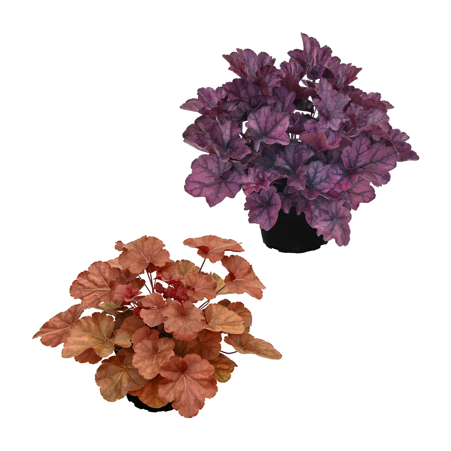 Heuchera