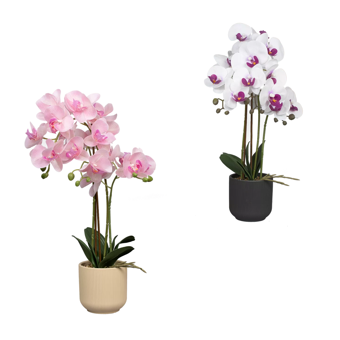 Naturgetreue Orchidee