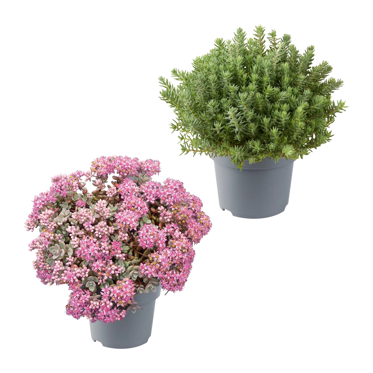 Sedum-Mix