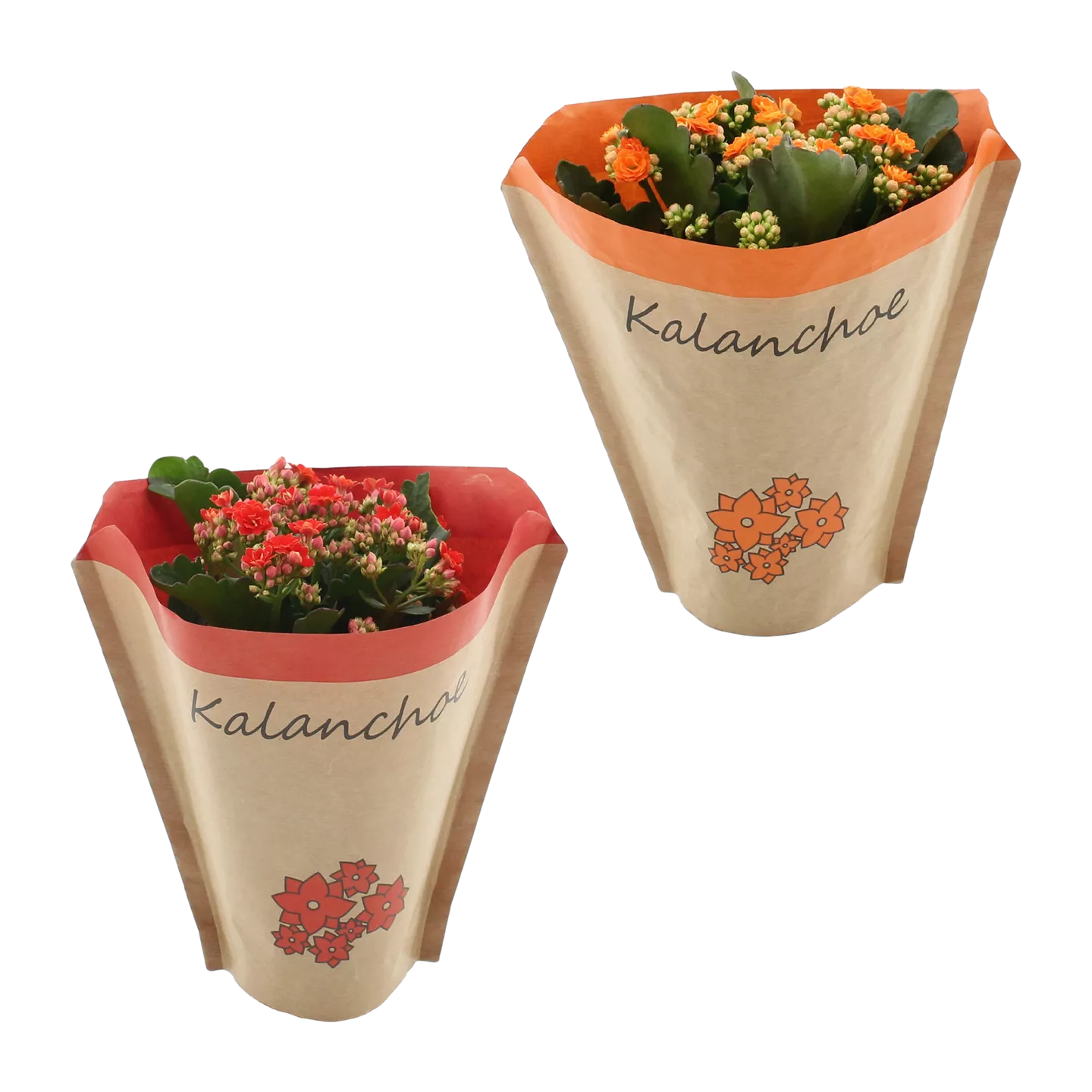 Kalanchoe