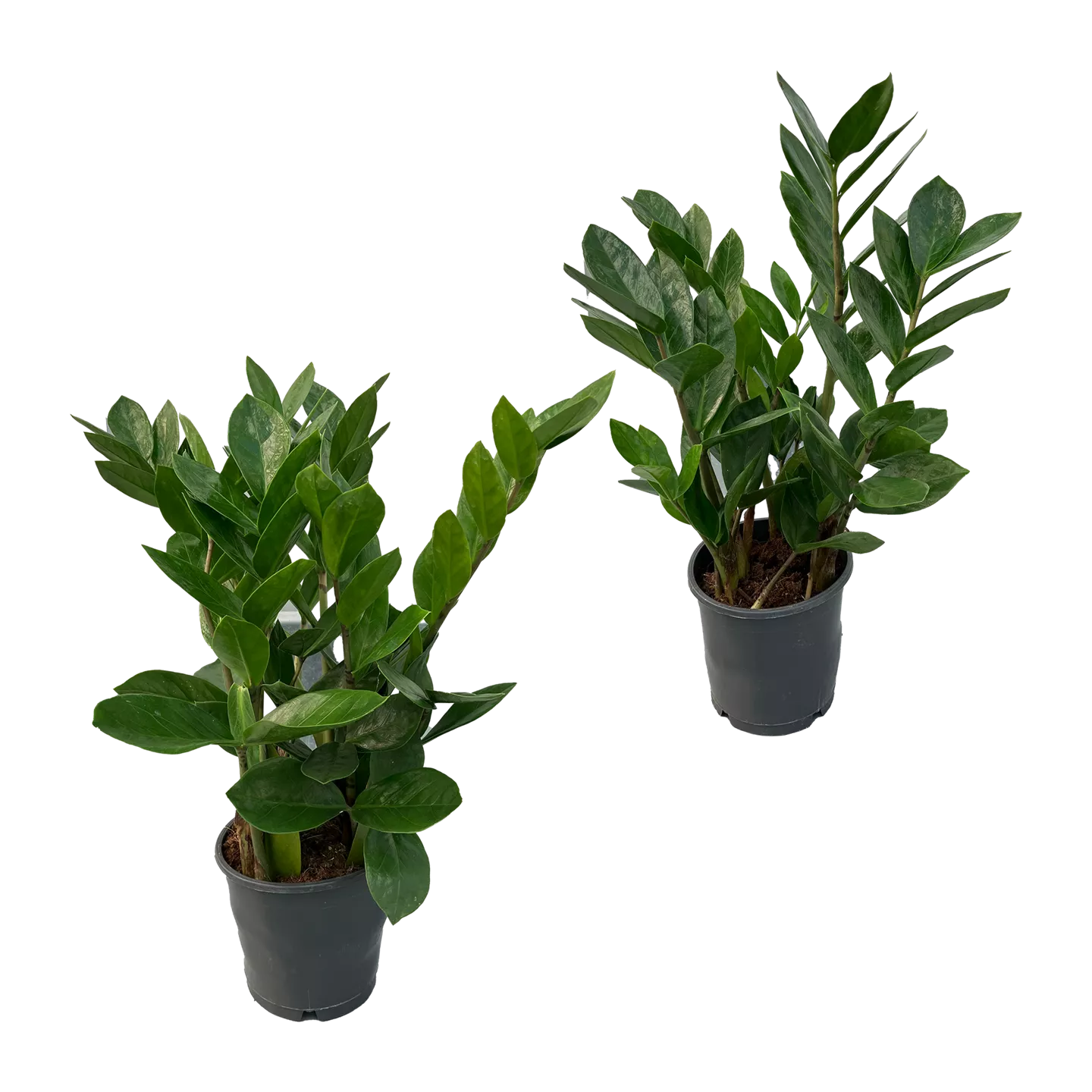 Zamioculcas