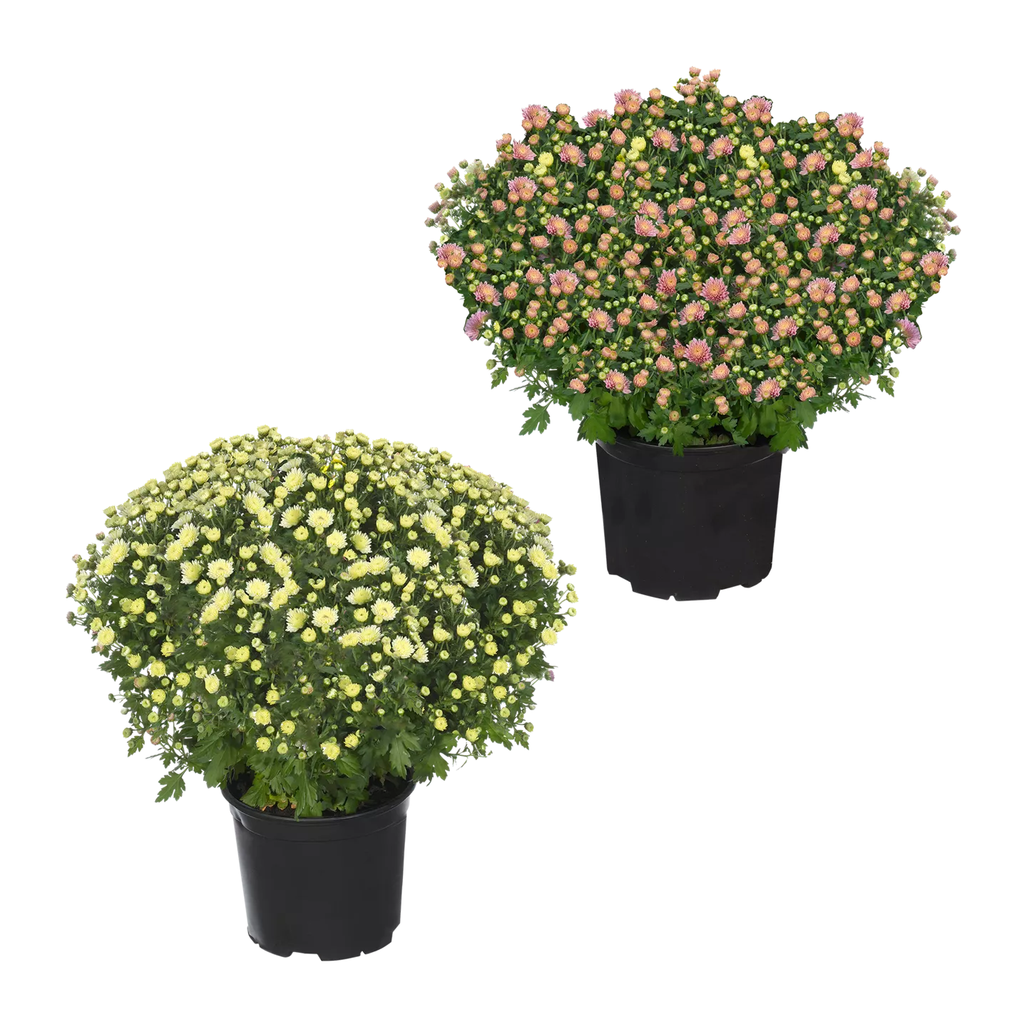 Bauernchrysantheme