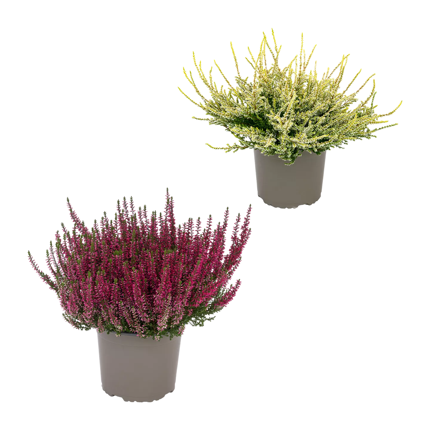 Calluna