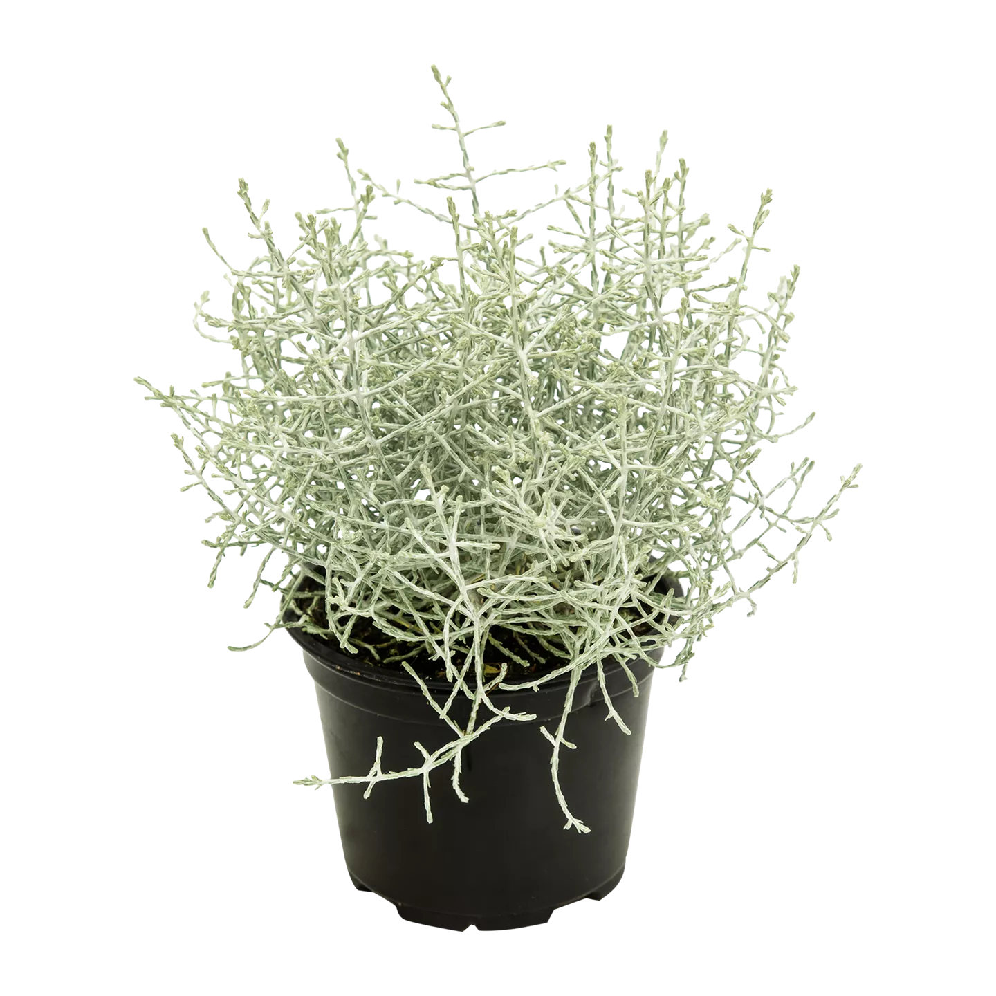 Silberdraht (Calocephalus)