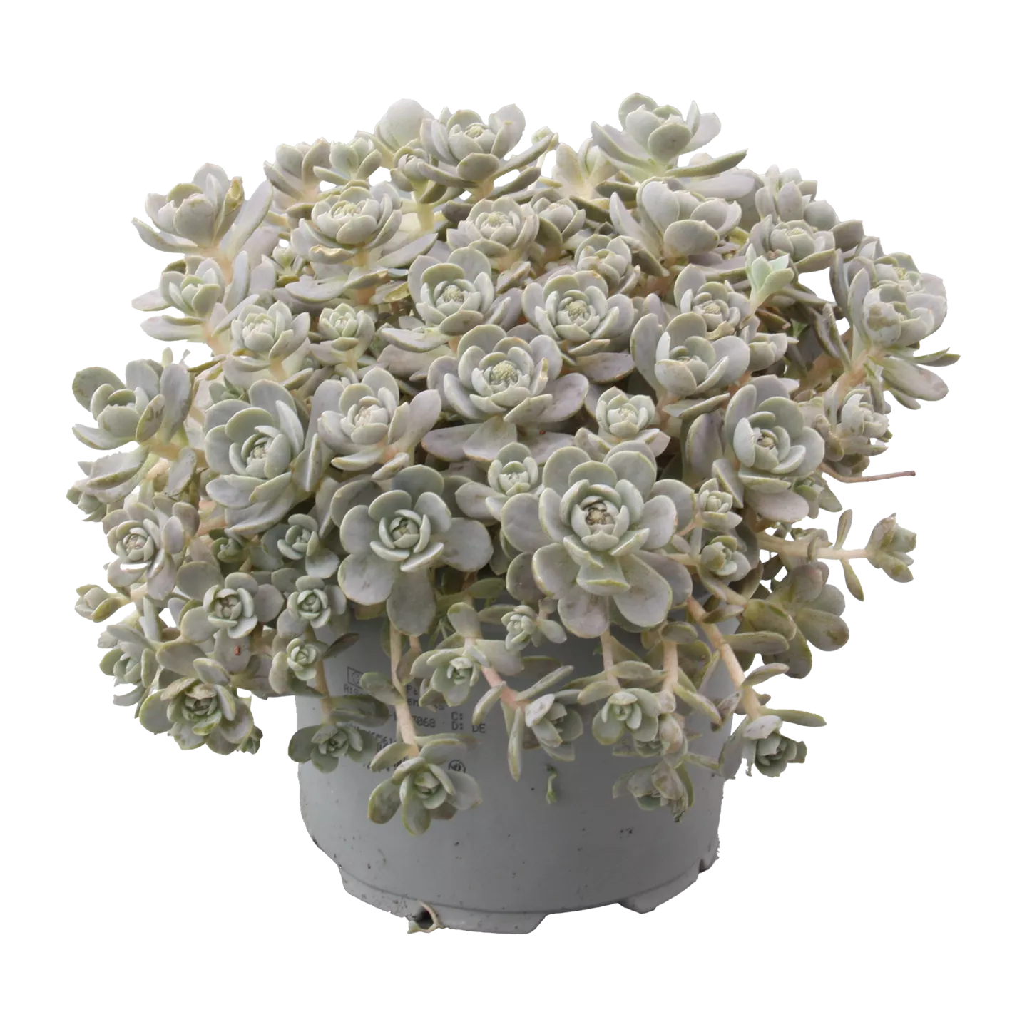 Steinwurz (Orostachys)